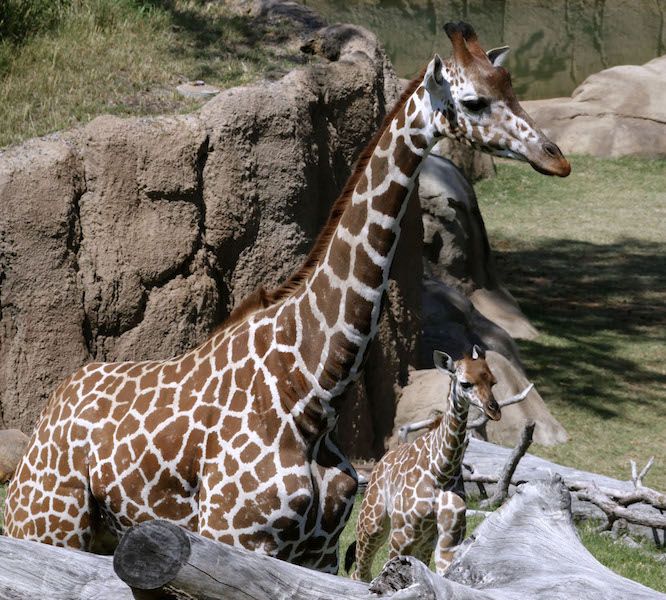 Giraffe Katie with calf Jamie