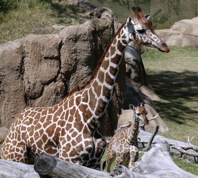 Как рожают жирафы. Рождение жирафа. Жираф в Московском зоопарке. Жираф рожает. Жираф после рождения.