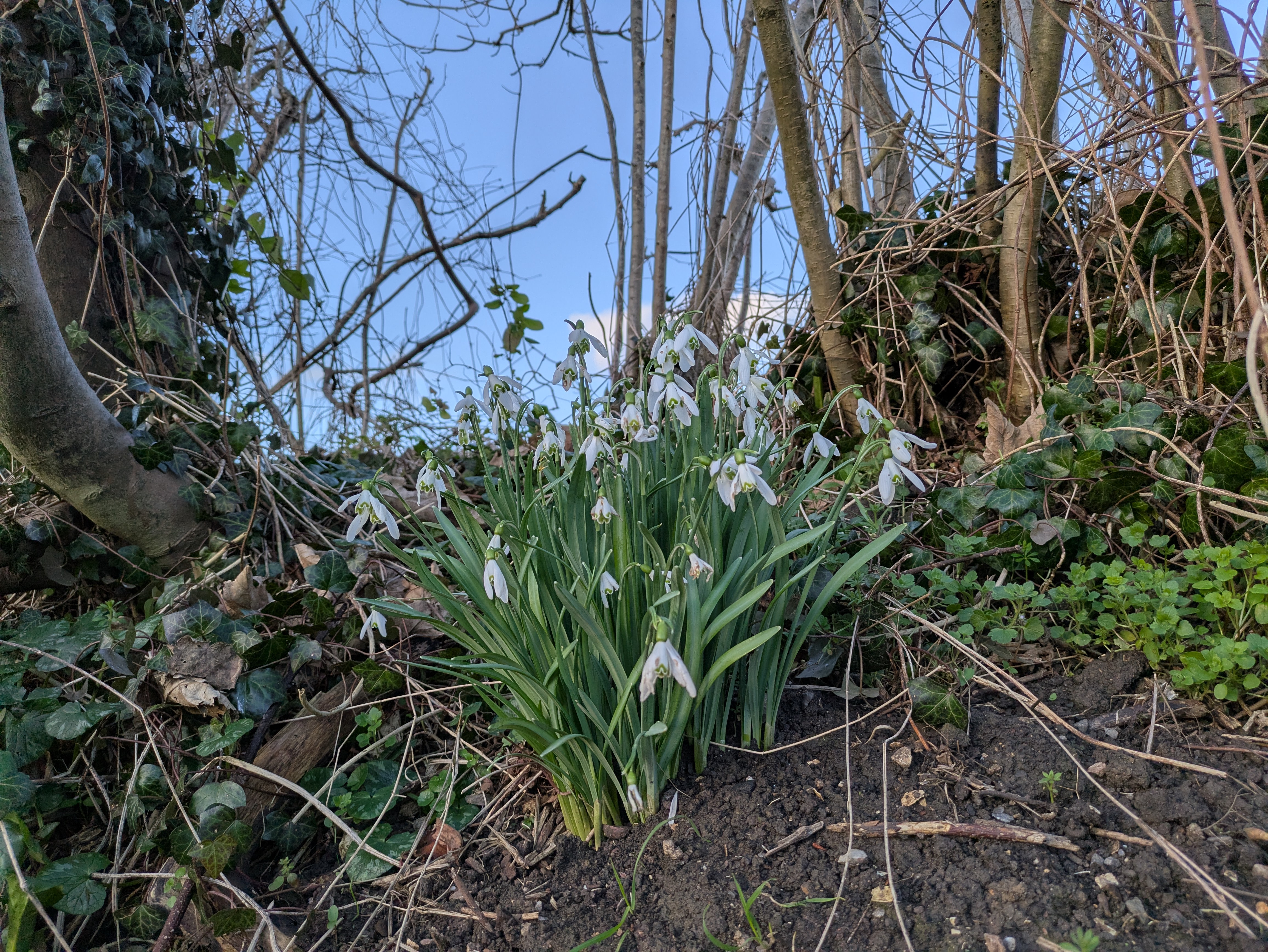 Google Pixel 8a example image
