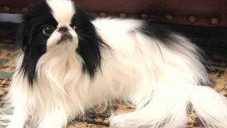 Teacup dog breeds: Teacup Japanese Chin