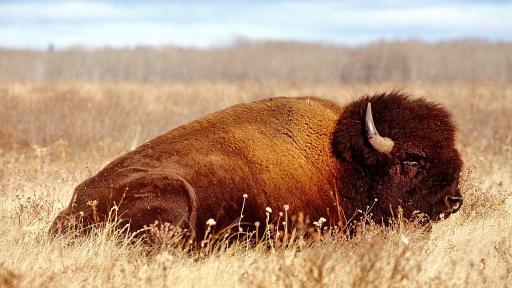 野牛被引入俄罗斯北极地区以取代已灭绝的猛犸象。 但为什么？