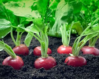 radishes growing