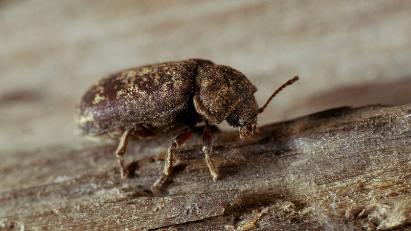 Deathwatch beetle on wood