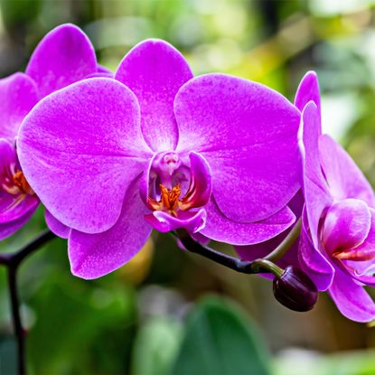 Close-up of vivid purple Phalaenopsis orchid in full bloom