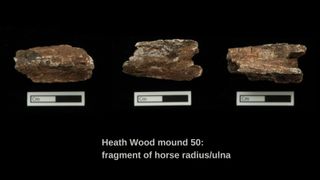 The fragment of a sampled cremated horse radius/ulna from burial mound 50 at Heath Wood.