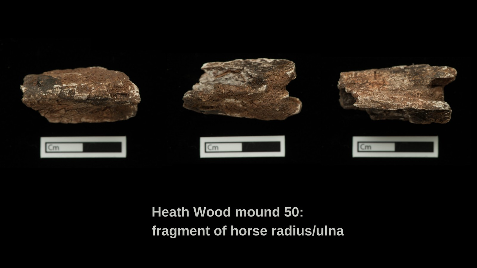 جزء من عينة نصف قطر حصان محترق / زند من تل الدفن 50 في هيث وود.