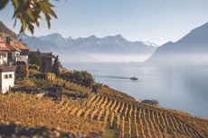 La-Maison-Massys-vineyards-in-Vaud-overlooking-lake-Geneva.jpg