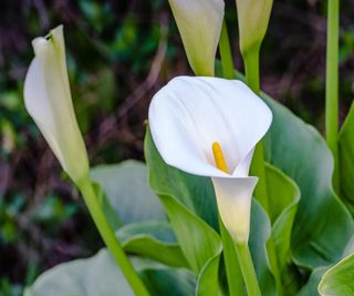 white calla lily