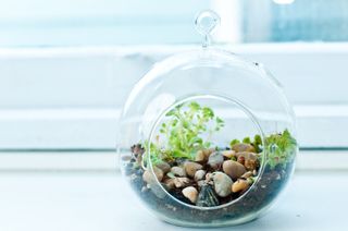 indoor mini garden in a glass orb