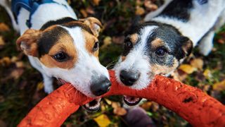 How to stop a dog stealing toys: Two Jack Russell Terriers fighting over a toy