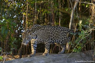 Jaguar in the Brazilian Pantanal, courtesy of Panthera.