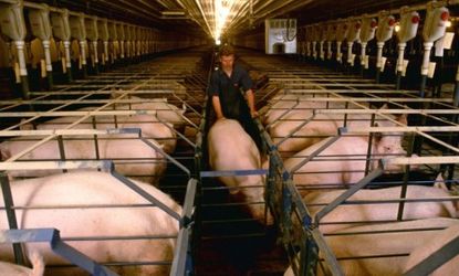 A pig is herded through a confinement facility: McDonald's announced it will do away with gestation pens, which keep pregnant pigs confined from one another.