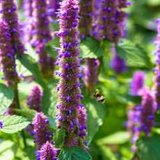 A bee approaching agastache flowers.