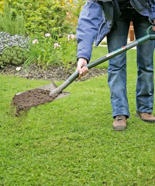 top dressing a lawn by adding compost with a spade