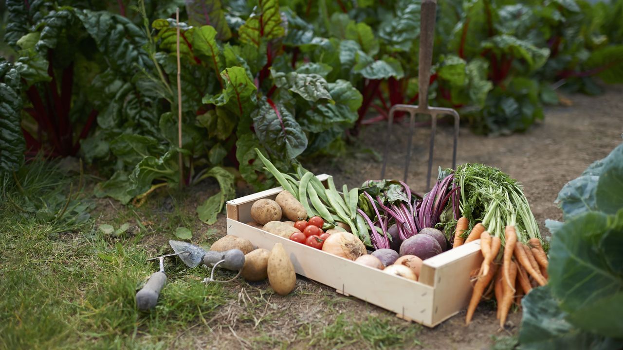 Vegetable garden