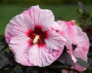 pink hibiscus flowers with dark red centre