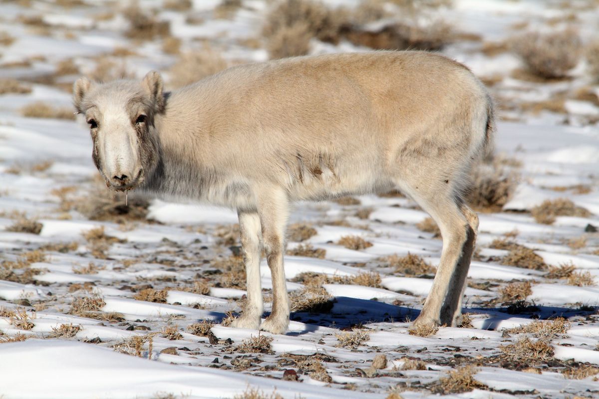 saiga-sick-ppr