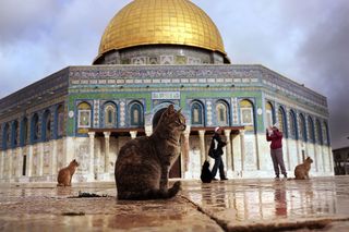 Here, the Dome of the Rock is visited by cats in Jerusalem, Israel, on Dec. 1, 2014. The dome is one of the most popular attractions of the holy site called Temple Mount by the Jews and Al-Haram al-Sharif by Muslims. 