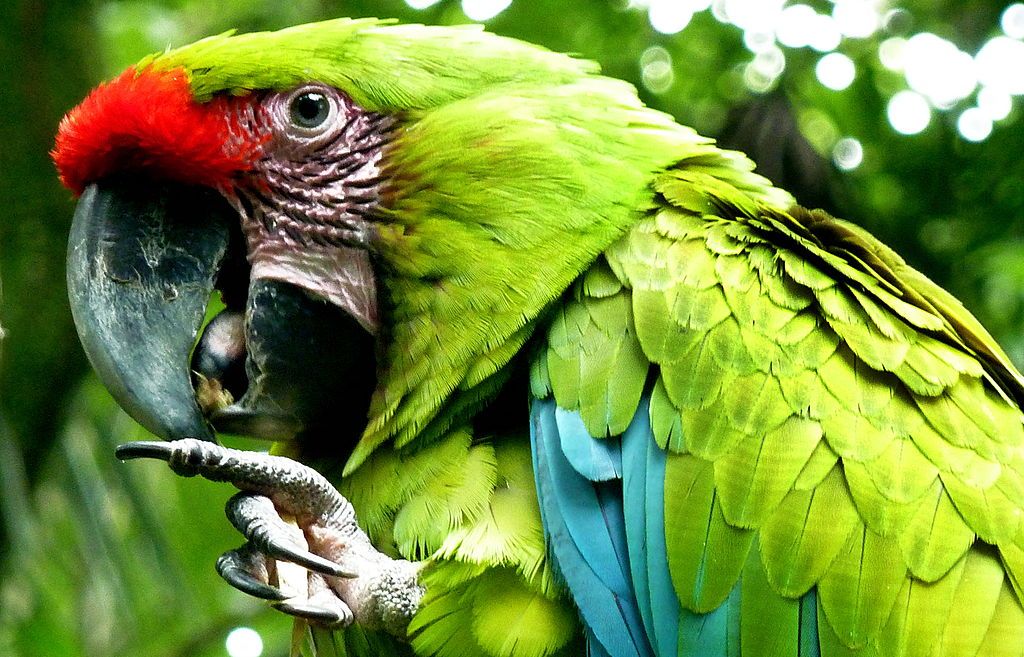 A great green macaw.