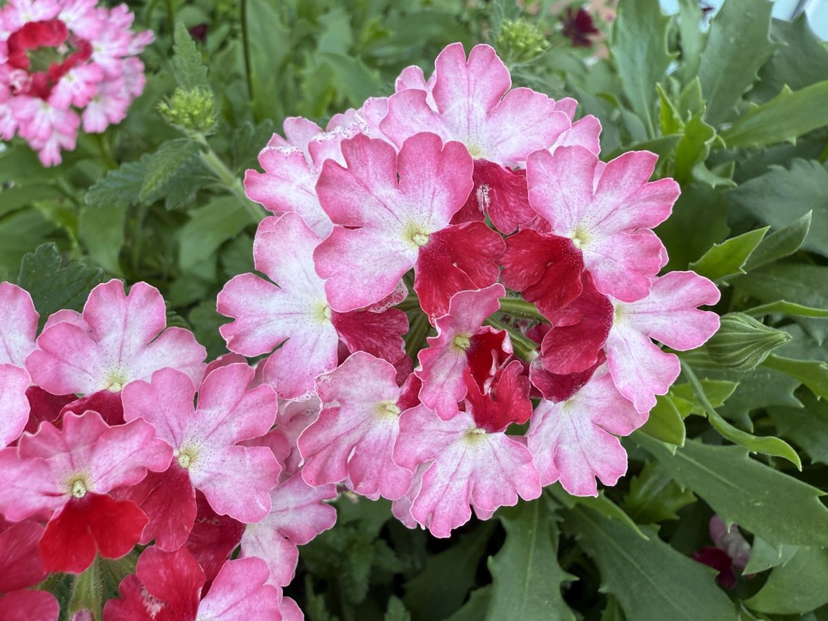 Apple iPhone 16 Pro Max macro sample.