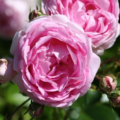 Heirloom Climbing Roses, Live Own Root Plant, Arborose&amp;reg; Jasmina