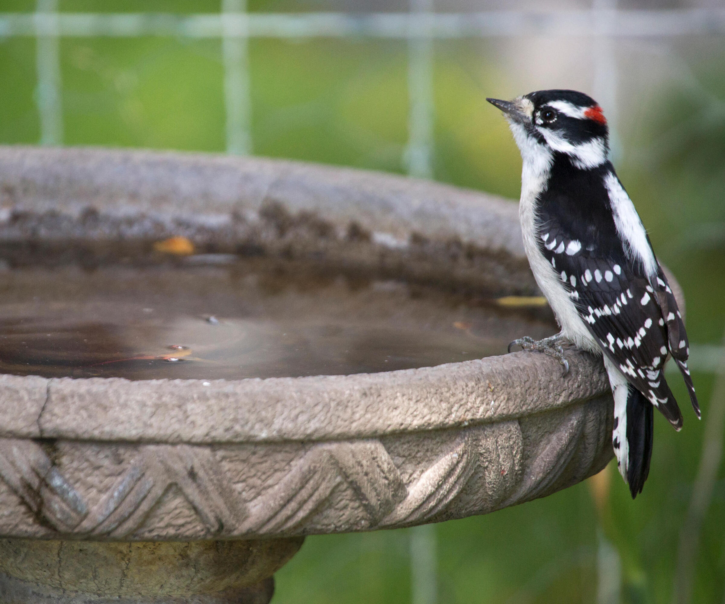 Male Downy Woodpecker perched on bird bath in home garden in summer (Dryobates pubescens)