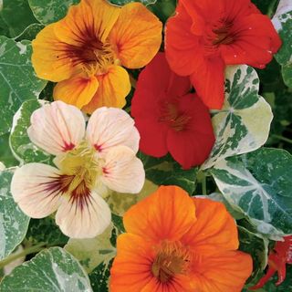 Nasturtium Alaska Mix