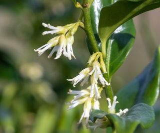 Sarcococca confusa with white flowers