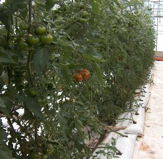 Tomatoes (Carson hybrid) growing hydroponically at the Professional Institute of Agriculture and Environment 'Cettolini' of Cagliari (Sardinia, Italy).