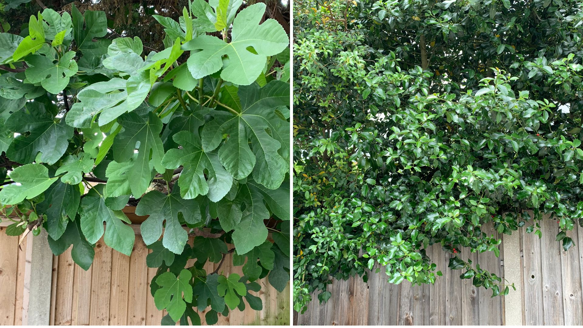 Garden fences with overgrowing trees to ask can you cut overhanging branches from a neighbour's tree
