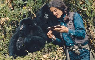 The first of a three-part documentary investigating the brutal murder of world-renowned mountain gorilla expert Dian Fossey.