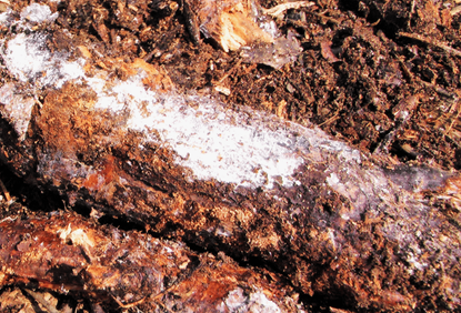 White Fungus-Like Bacterium Actinomycetes Growing on Compost