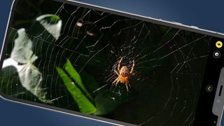 An iPhone screen showing a close-up photo of a spider