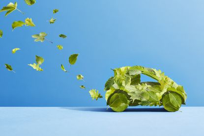 rendering of an electric vehicle made of leaves