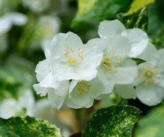 Philadelphus ‘Innocence’