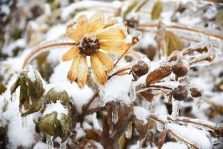 Frozen yellow flower with snowflakes and ice. Black-eyed Susan or Coneflowers