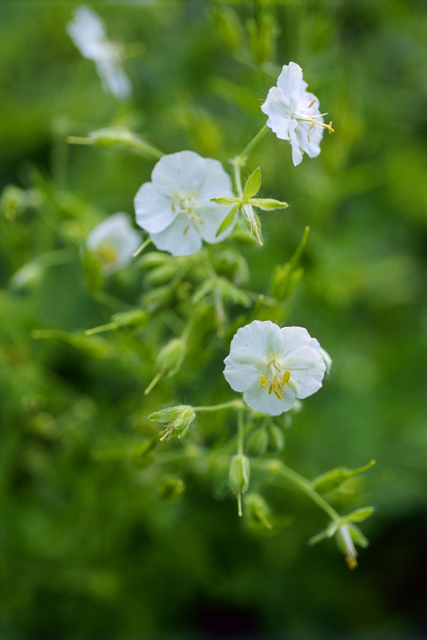 Geranium phaeum 'Album'