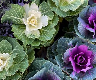 Ornamental cabbages in shades of pink and white