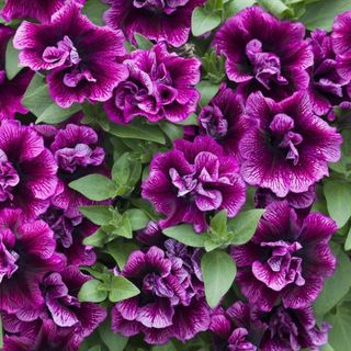 Collection of large purple petunias with white speckles on the leaves surrounded by greenery