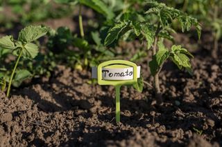 Tomato plants growing in the ground next to a stake that says Tomato