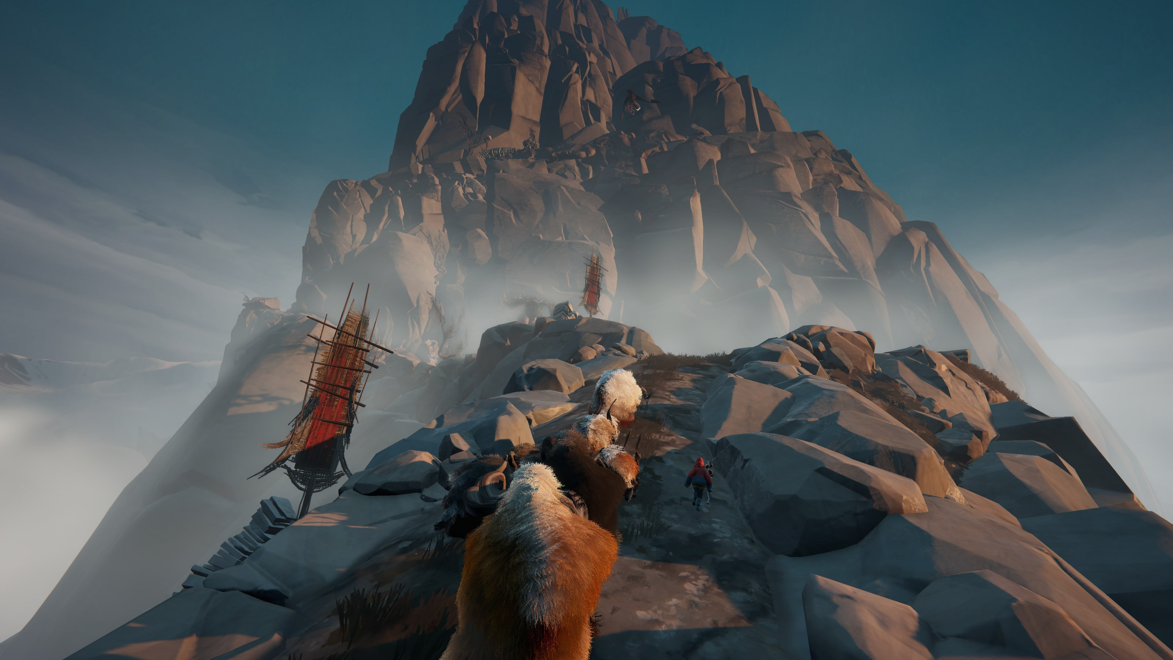 A shepherd herding large hairy animals 