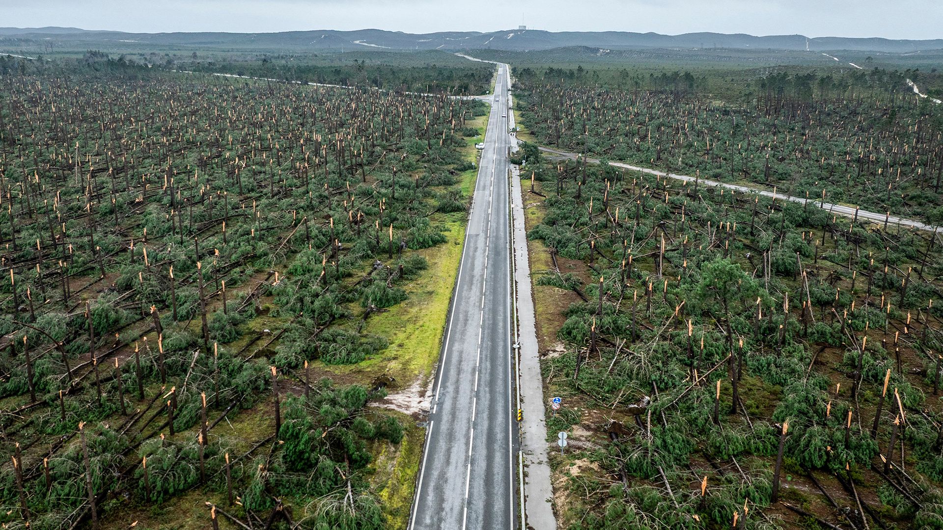 
                                An aerial view shows thousands of toppled pine trees in Leiria National Forest in the wake of Storm Kristin, in Marinha Grande, Portugal
                            