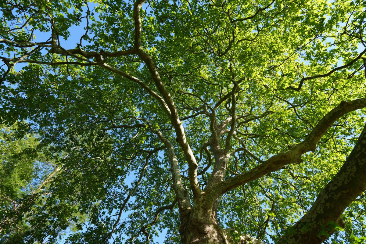 Sunlit tree canopy viewed from below against a clear blue sky.