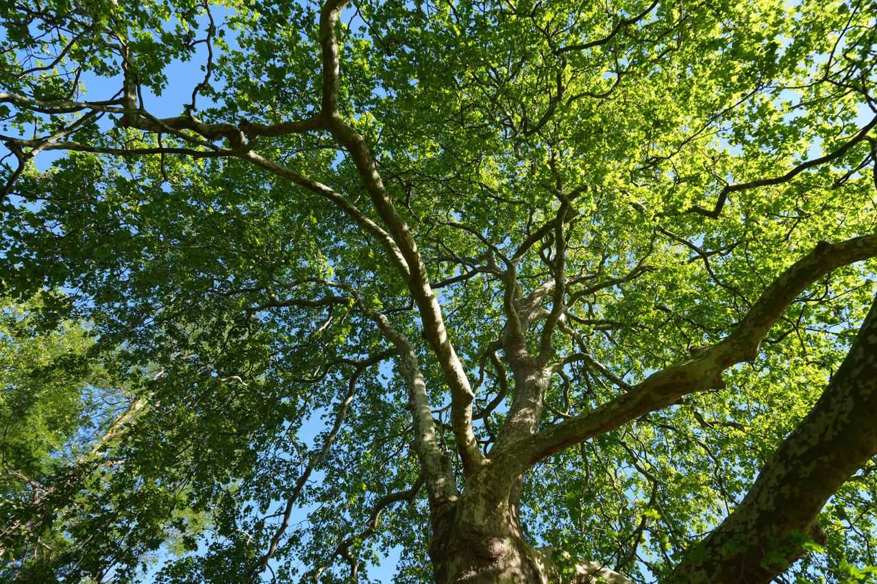 Sunlit tree canopy viewed from below against a clear blue sky.