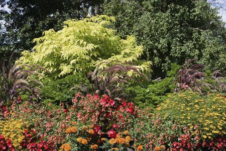 elderberry companions