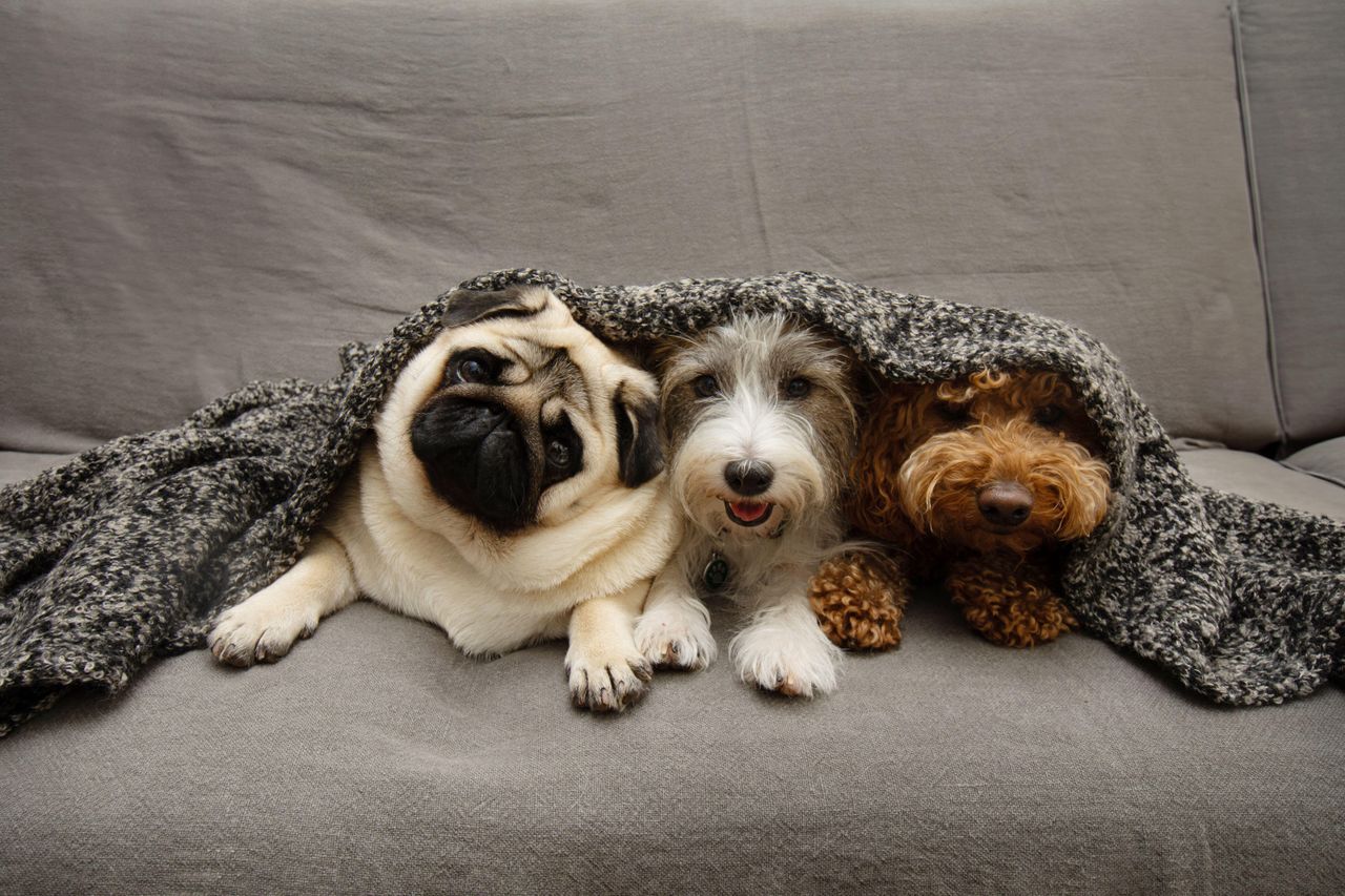 Three dogs &mdash; a pug, a terrier and a cockapoo &mdash; snuggled together under a grey knitted blanket on a sofa.
