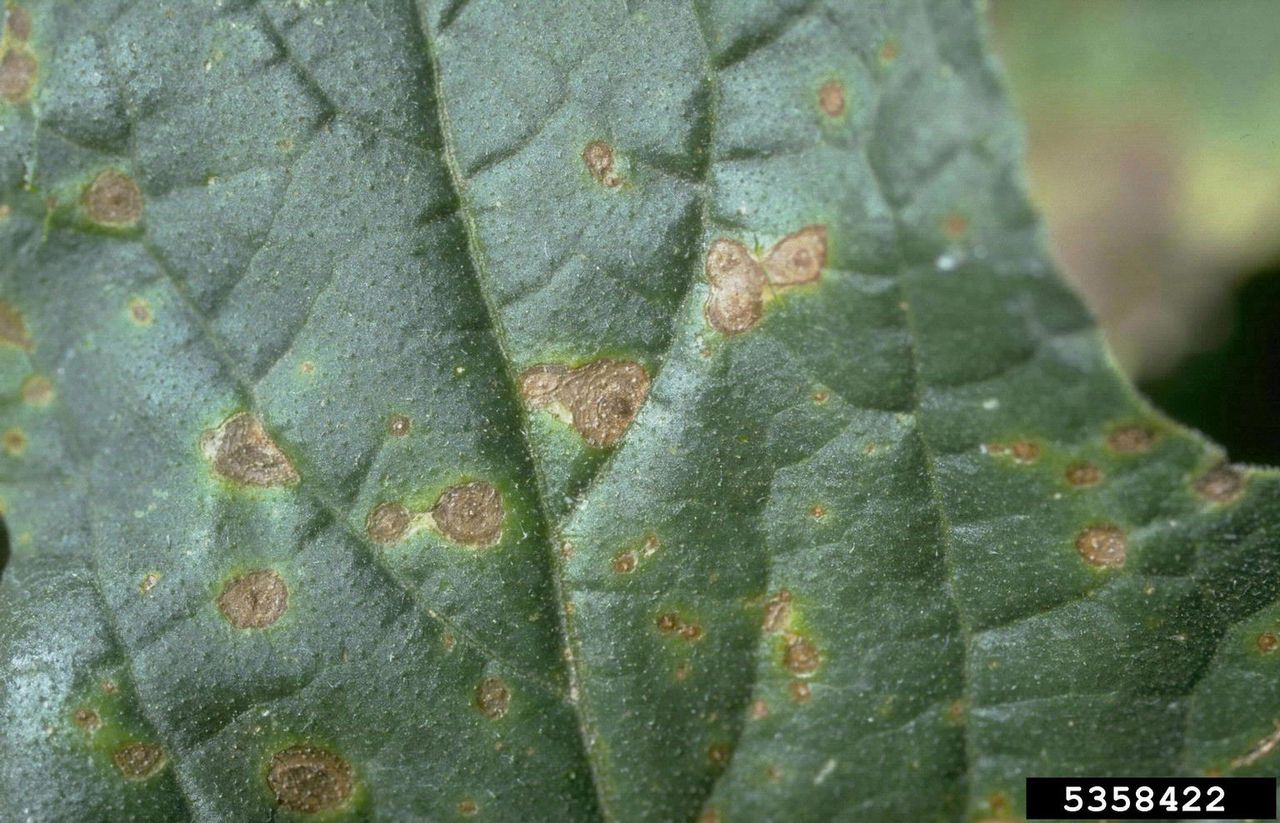 cucurbit alternaria