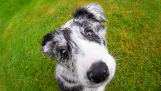 Border collie puppy against green grass