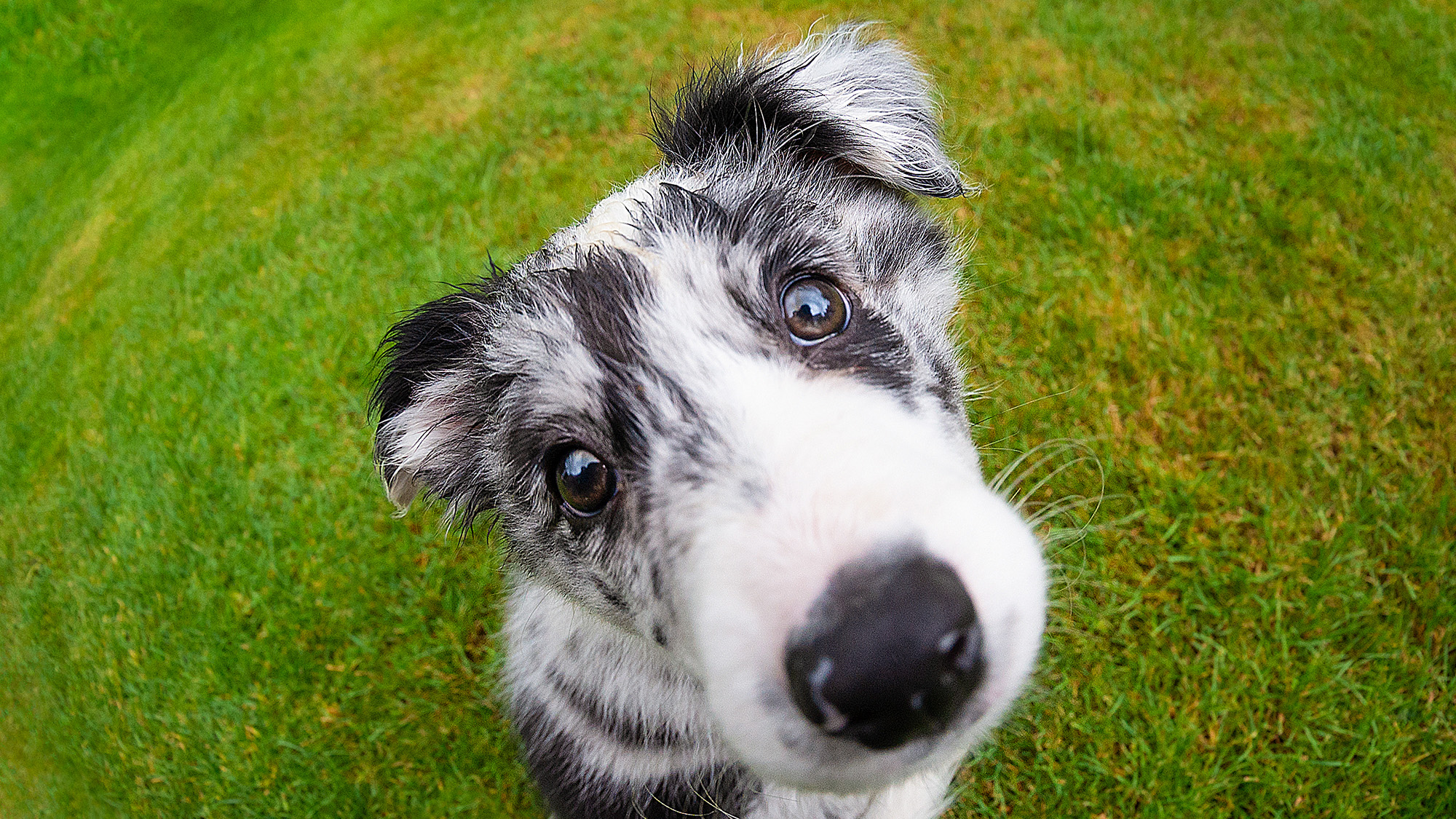 Border collie puppy against green grass 