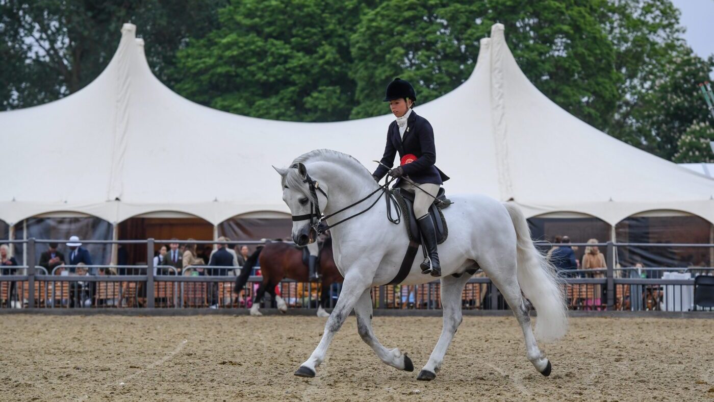 Royal Windsor M&amp;M judge: Castle Kestrel, M&amp;M champion at Royal Windsor Horse Show